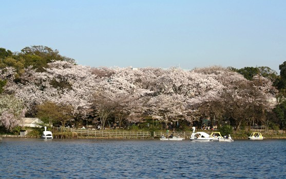 ヴァンベール雪谷 公園：洗足池公園　500m　近隣